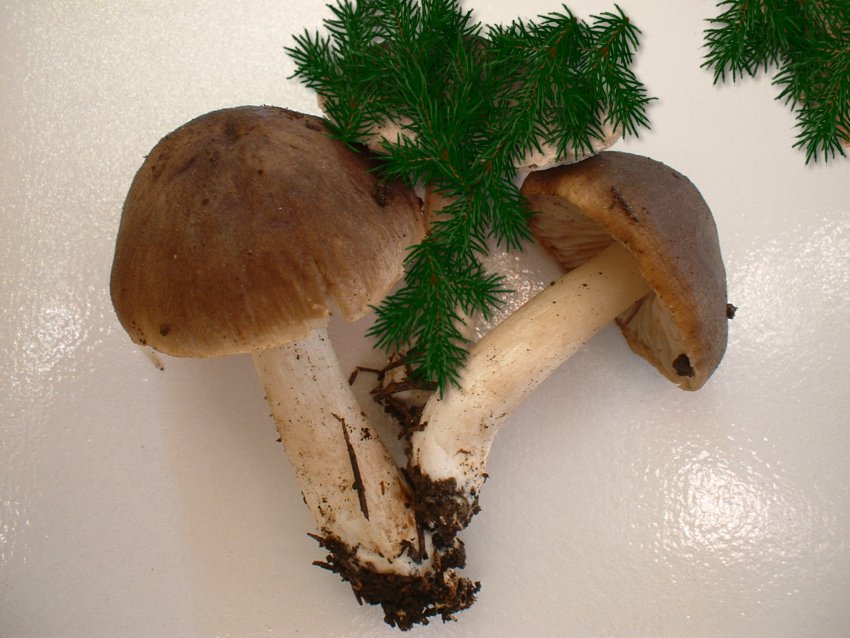 Tricholoma pessundatum ??